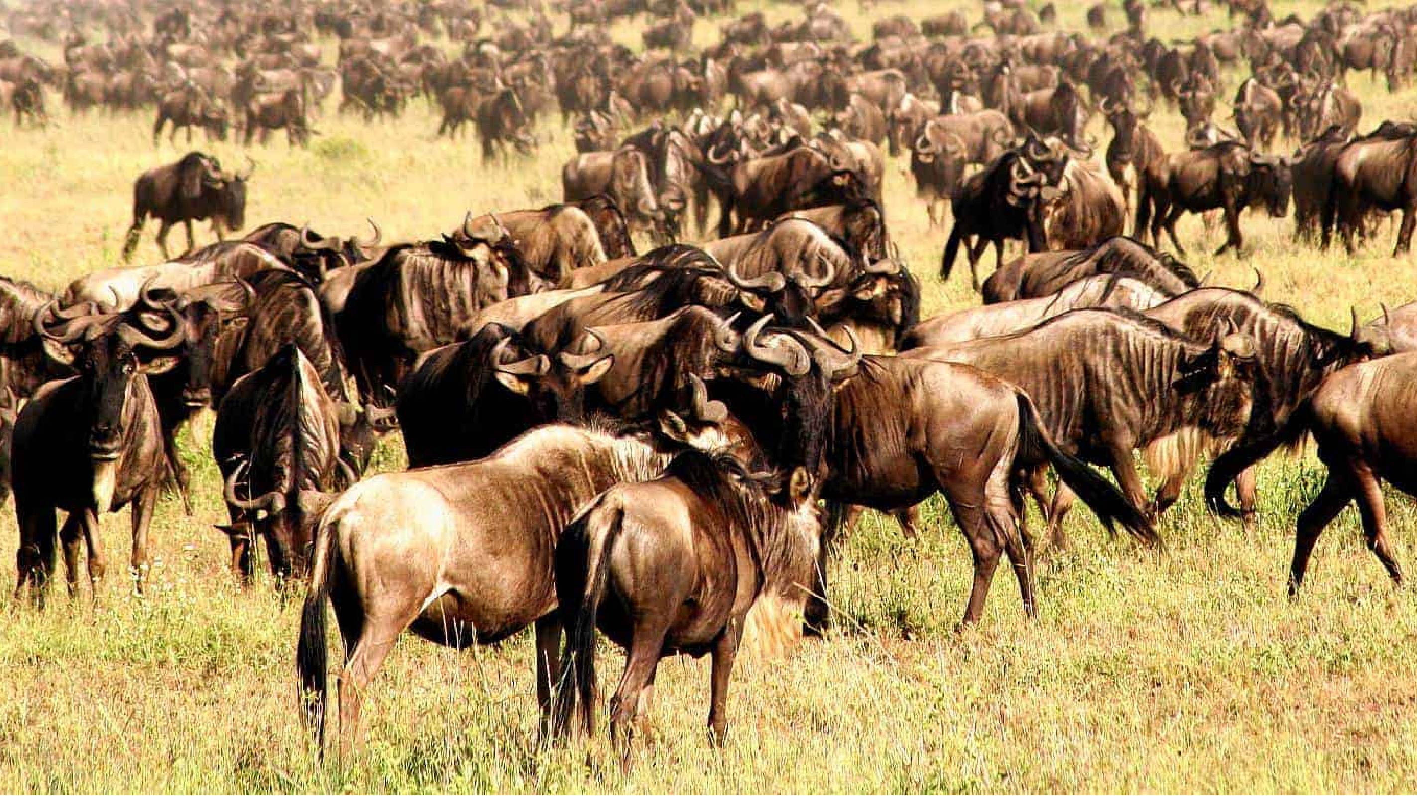 Serengeti National Park